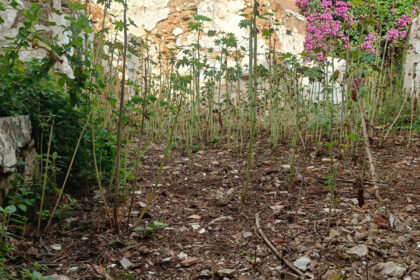 097ef68ed1f08e5762b592936a2193e5 - 35