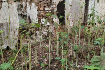 097ef68ed1f08e5762b592936a2193e5 - 36