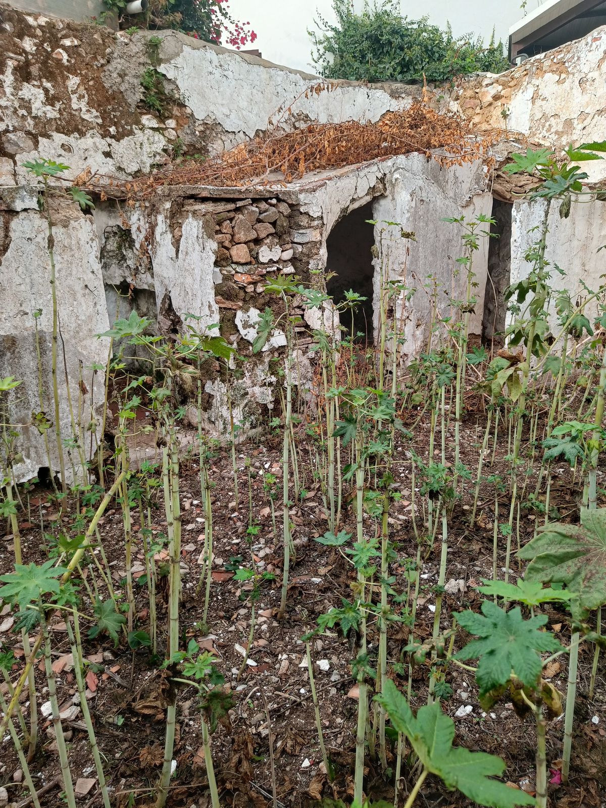 097ef68ed1f08e5762b592936a2193e5 - 36