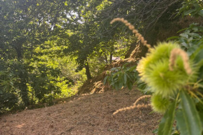 54c36004eb11dcf79b4fb233e78f3d8a - 10