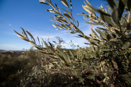 9f9de7d252a433d3f801930d4be2fb07 - 12