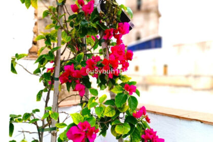 ad8fbe3eba237069475c2bd69039001b - 28